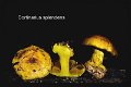 Cortinarius splendens-amf679